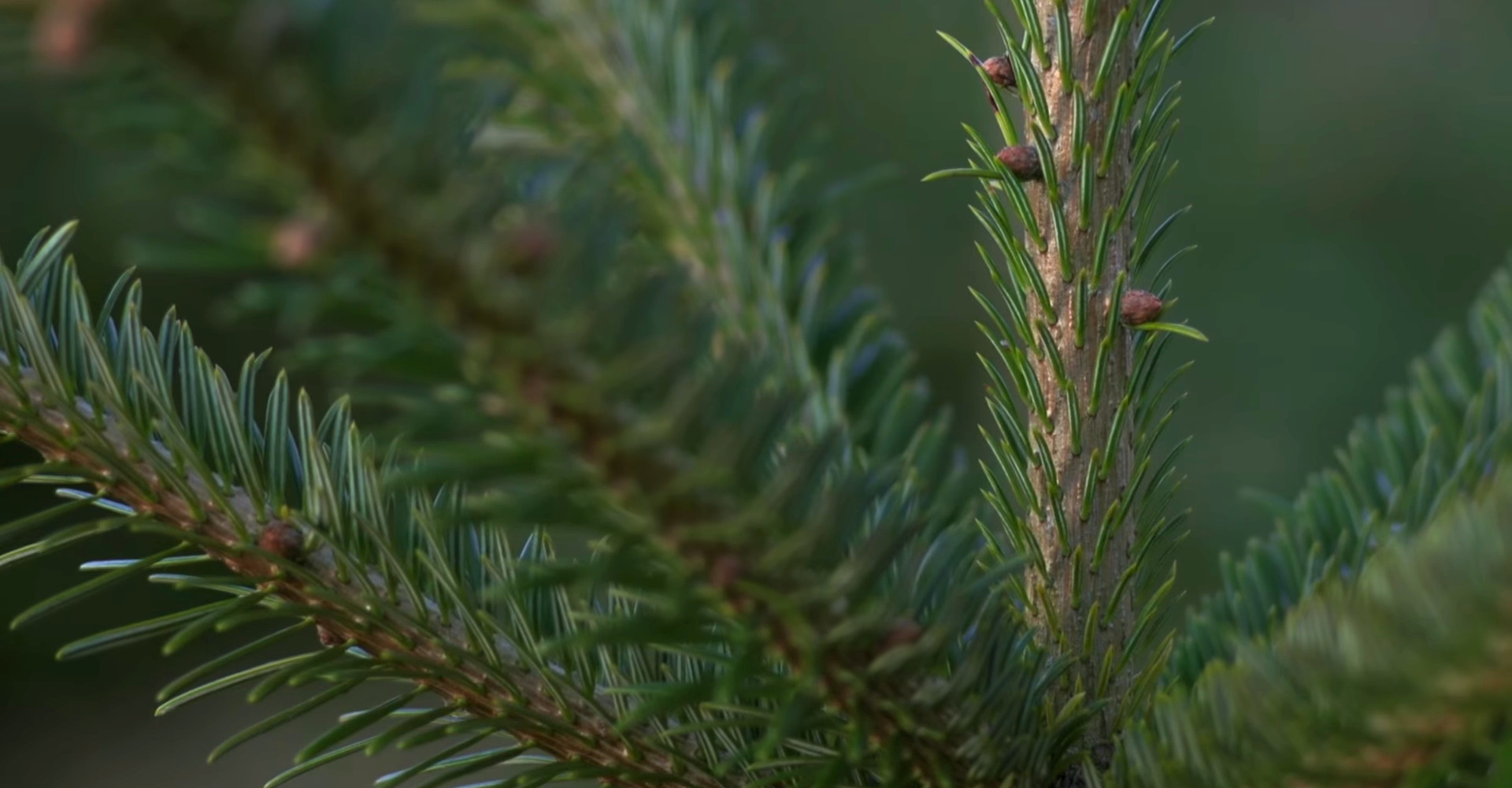 The finest Nordmann Excellent Christmas trees in Amsterdam from €15,00 onwards